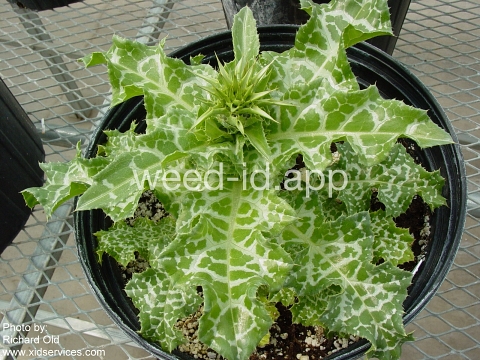 milkthistle, blessed